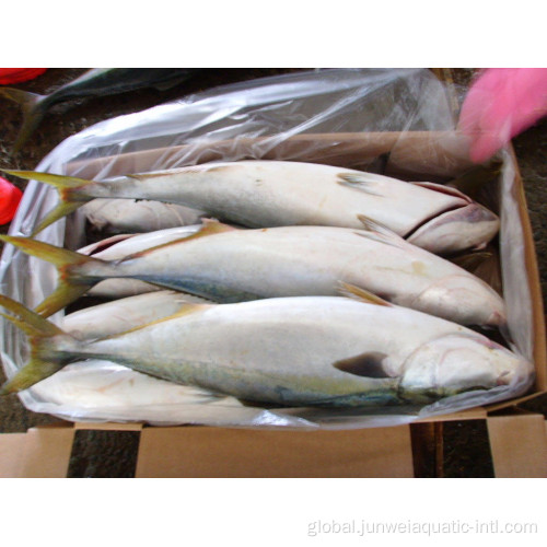 Frozen Mahi Mahi Fish frozen yellow tail fish for sale Manufactory